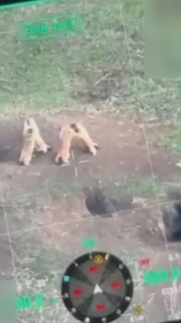 “Prairie Dogs Throw Hands… in a War Zone?!”